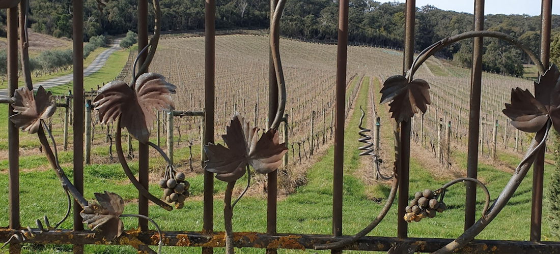 Stefani Estate vineyard